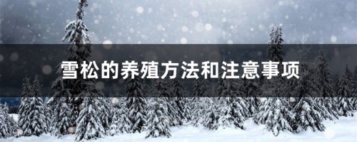 雪松的养殖方法和注意事项