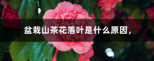 盆栽山茶花落叶是什么原因，什么时候开花