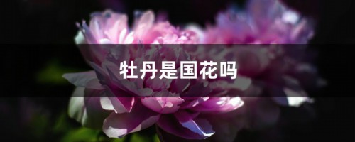 牡丹是国花吗，是哪个市的市花