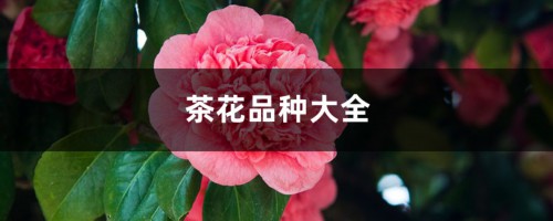 茶花品种大全