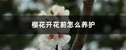 樱花开花前怎么养护