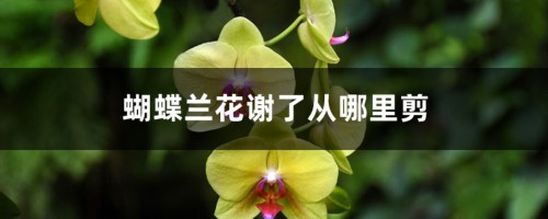 蝴蝶兰花谢了从哪里剪