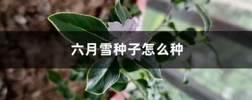 六月雪种子怎么种