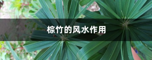 棕竹的风水作用，养在客厅可以吗