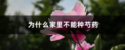 为什么家里不能种芍药