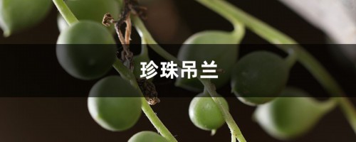 珍珠吊兰虽好看，可是放在室内养你真的放心吗？