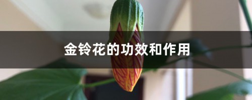 金铃花的功效和作用