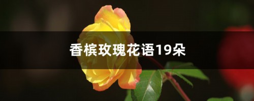 香槟玫瑰花语19朵是什么