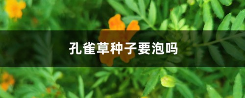 孔雀草种子要泡吗，何时播种