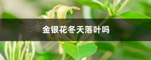 金银花冬天落叶吗