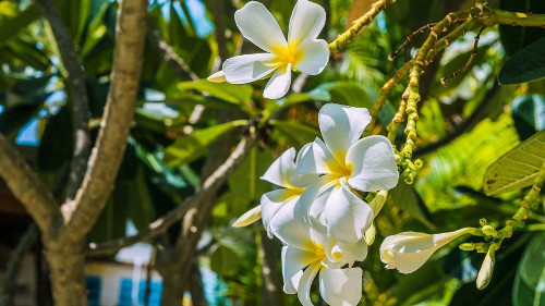 鸡蛋花