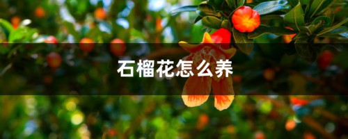 石榴花怎么养