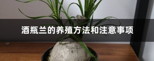 酒瓶兰的养殖方法和注意事项