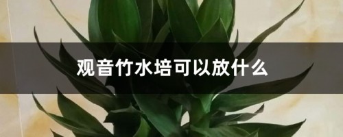 观音竹水培可以放什么