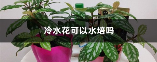 冷水花可以水培吗