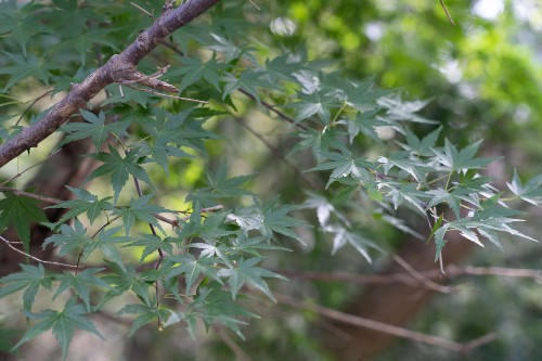 红枫