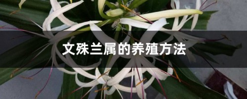 文殊兰属的养殖方法