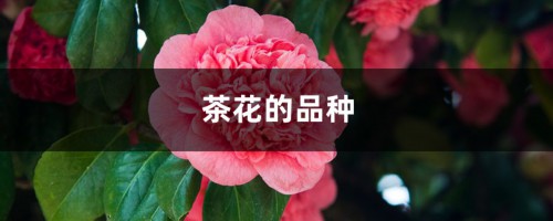 茶花的品种