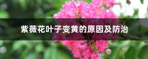 紫薇花叶子变黄的原因及防治