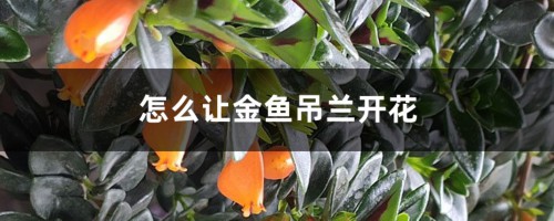 怎么让金鱼吊兰开花，开花期怎么养