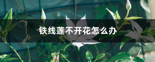 铁线莲不开花怎么办