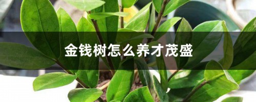 金钱树怎么养才茂盛