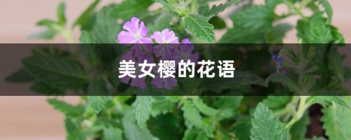 美女樱的花语