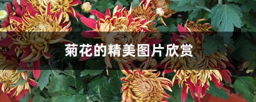 菊花的精美图片欣赏