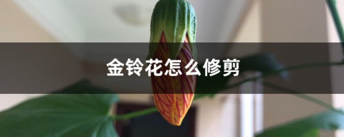 金铃花怎么修剪