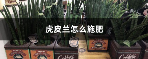 虎皮兰怎么施肥