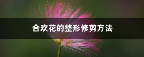 合欢花的整形修剪方法