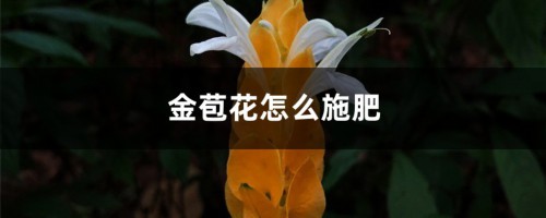 金苞花怎么施肥